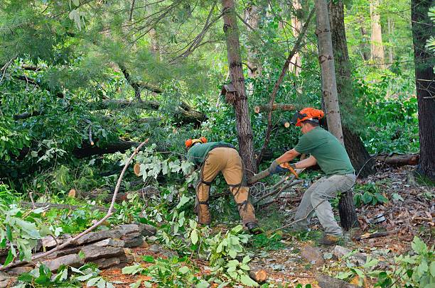 How Our Tree Care Process Works  in  Estherville, IA