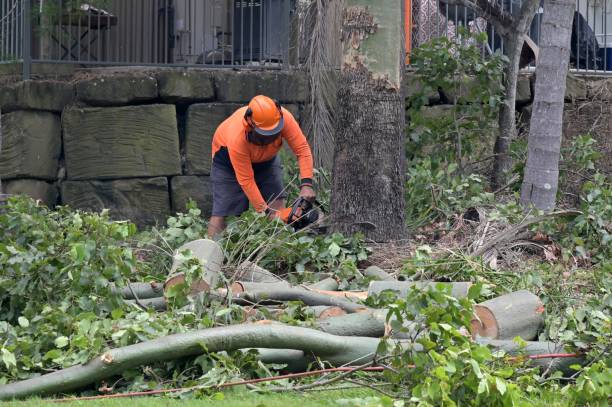 Reliable Estherville, IA Tree Removal Solutions